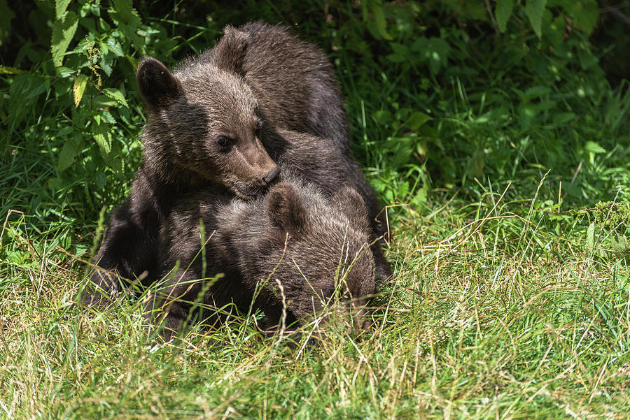 Bear Photograph - The cubs of bear by Sergey Simanovsky