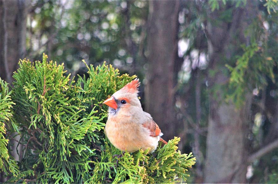 The Curious Cardinal Photograph by Jewels Hamrick
