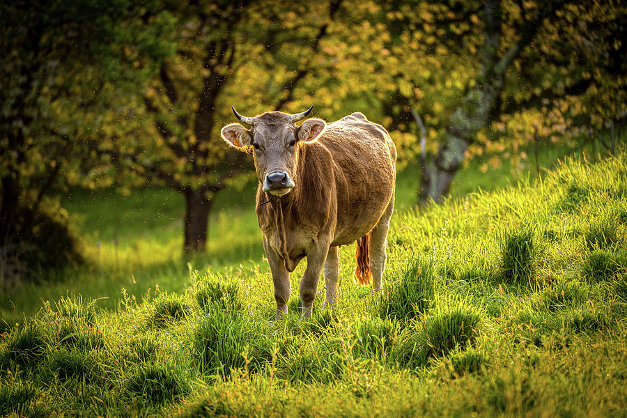 The Curious Cow Photograph by Chris Lord