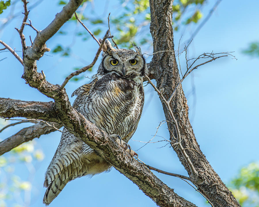 The Curious Great Horned Owl Fledgling Photograph by Yeates Photography ...