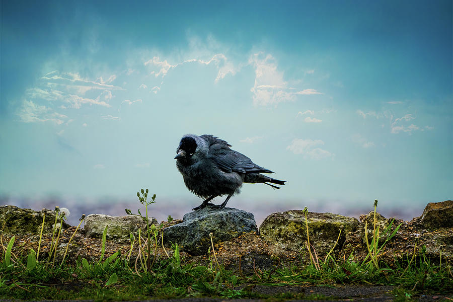 The Curious Jackdaw Photograph by Chris Lord