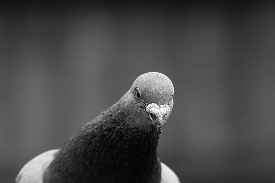 The Curious Pigeon Photograph by Martin Vorel Minimalist Photography