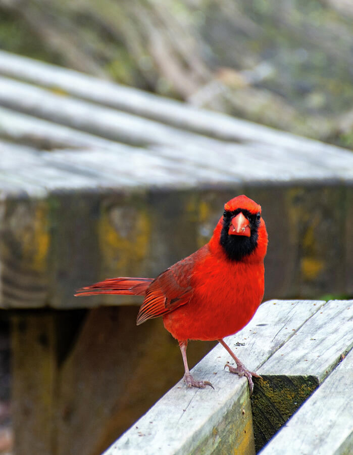 Cardinal Photograph - The Curious Stare of a Brilliant Red Cardinal by Bruce Gourley