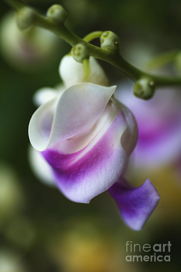 The Curls Of The Corkscrew Flower  Photograph by Joy Watson