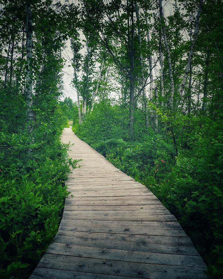 The Curved Path Photograph by Frederick Belin - Fine Art America