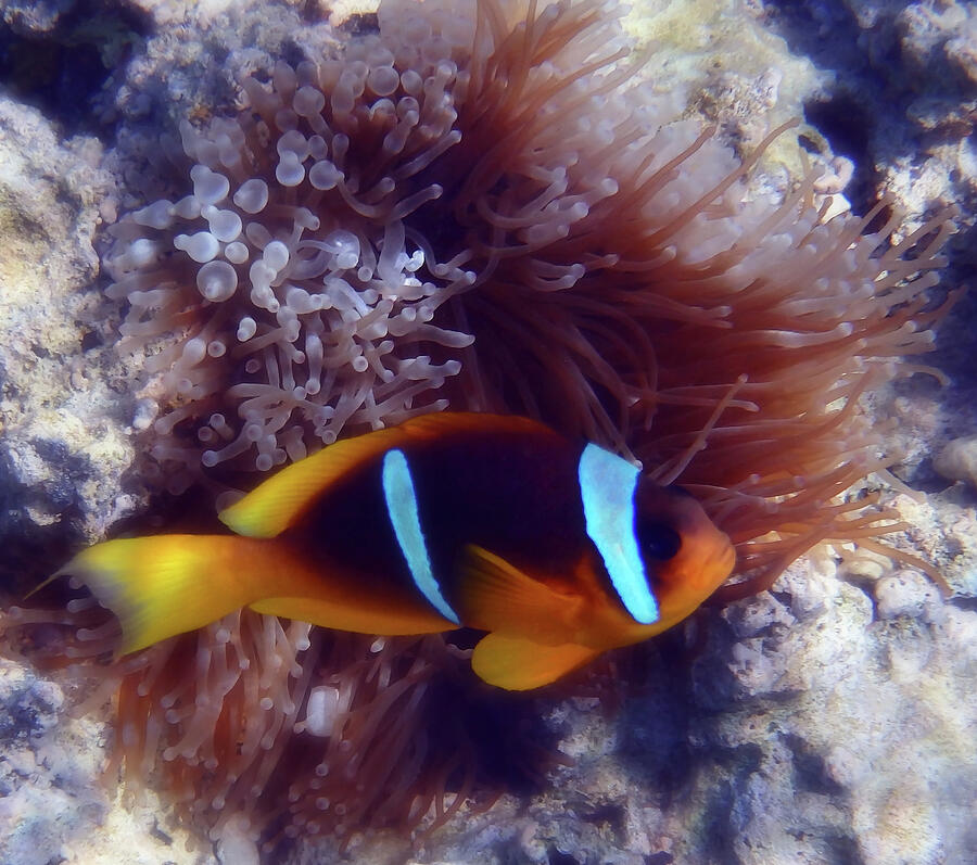 The Cute Red Sea Twoband Anemonefish  Photograph by Johanna Hurmerinta