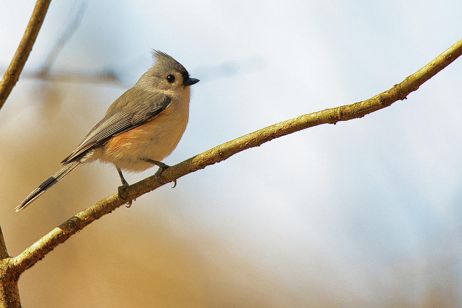 The Cute Tufted Titmouse Photograph by Scott Burd