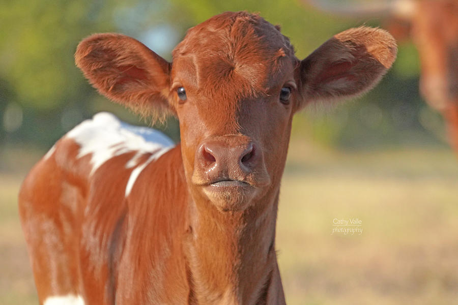 The cutest calf print Photograph by Cathy Valle