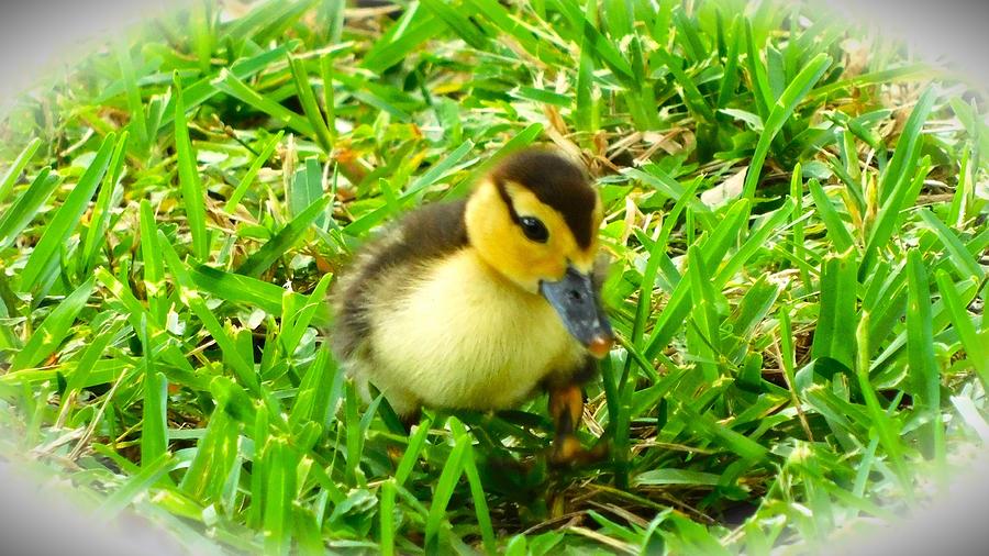 The Cutest Duckling Photograph by Kaos Family Art - Fine Art America