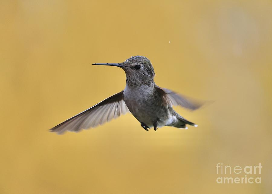 The Cutest Hummingbird Photograph by Carol Groenen