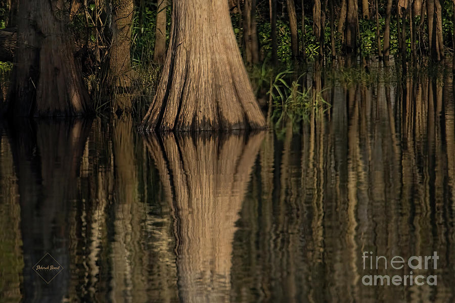 Bird Photograph - The Cypress by Deborah Benoit