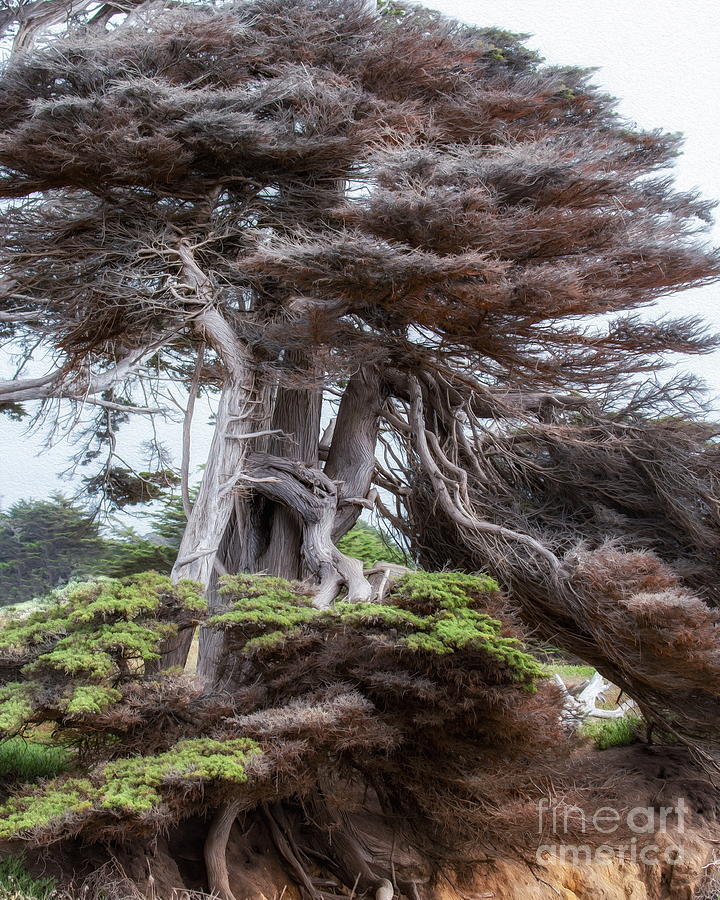 Mendocino Cypress Tree Photograph by Leslie Wells