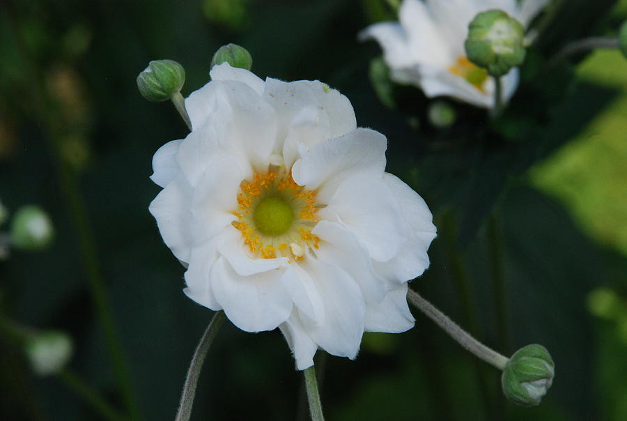 The Dahlia Flower Photograph