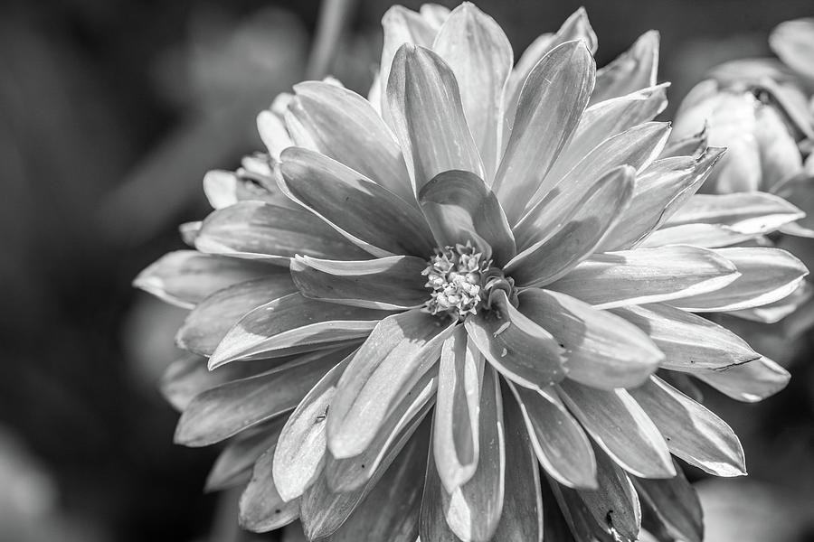 The Dahlia in Black and White Photograph by Sharon Wilkinson | Pixels