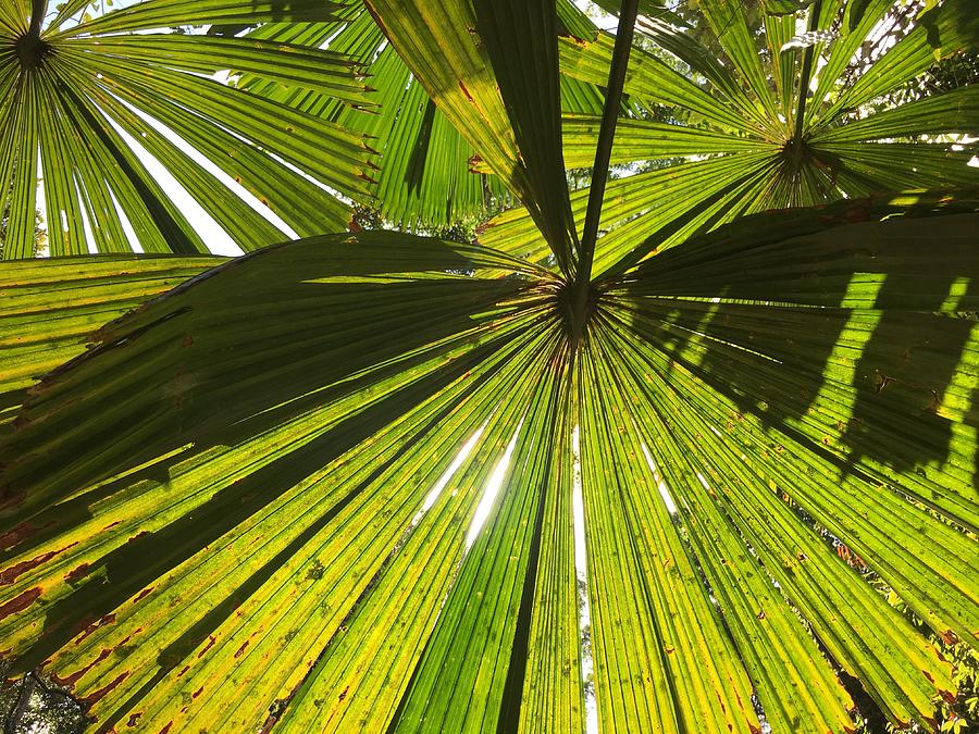 The Daintree Photograph by Marie Del | Fine Art America