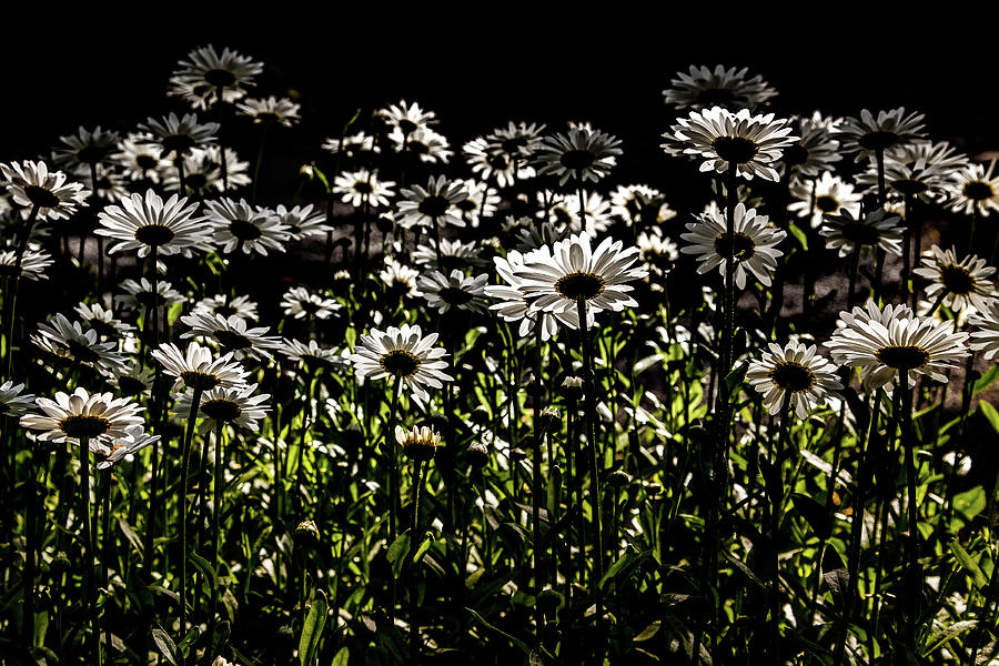 The Daisies Photograph by David Patterson