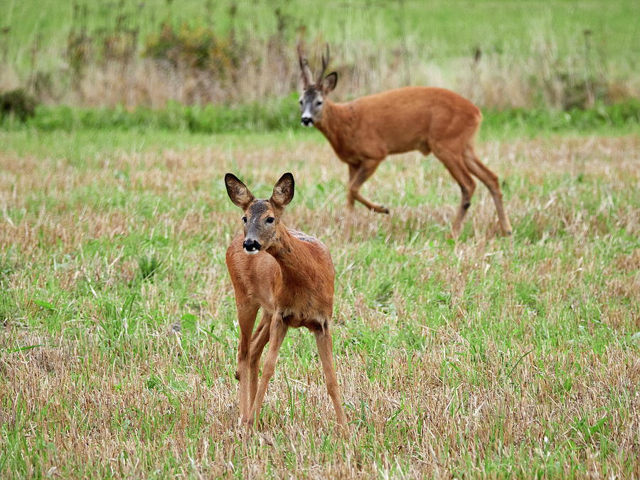The Dame and The Prince. Roe deer Photograph by Jouko Lehto