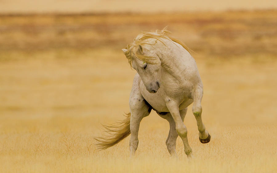 Horse Photograph - The Dance by Kent Keller