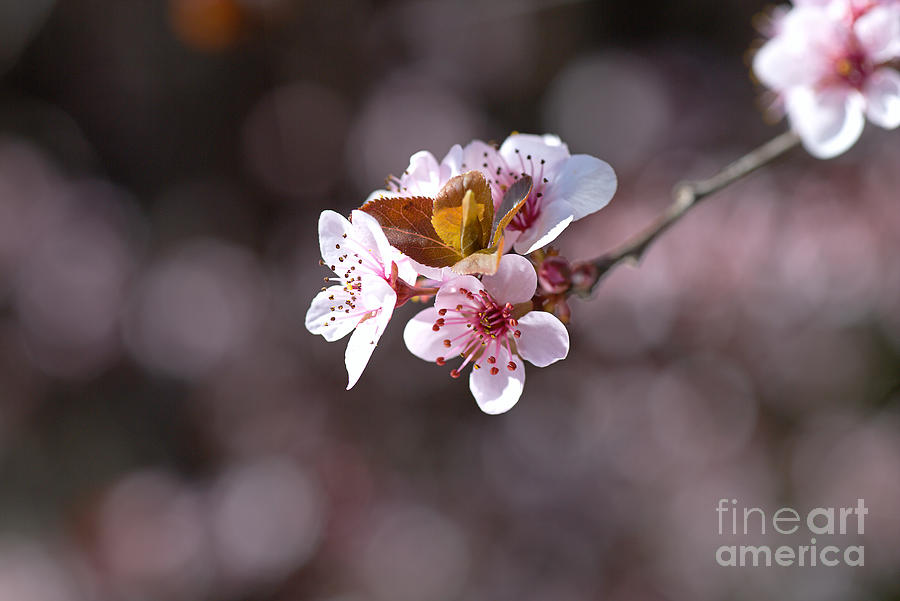 The Dance Of The Blossom Photograph by Joy Watson
