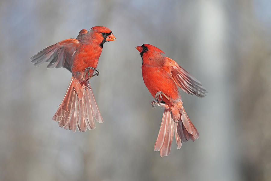 The Dance of the Cardinals Photograph by Asbed Iskedjian