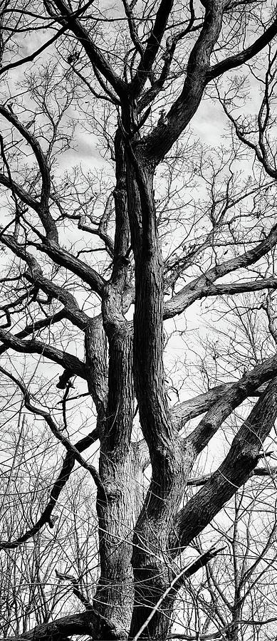 The Dance of Trees BW 022524 Photograph by Mary Bedy