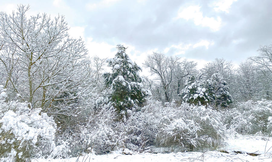 The Dance of Winter Photograph by Kerri Farley