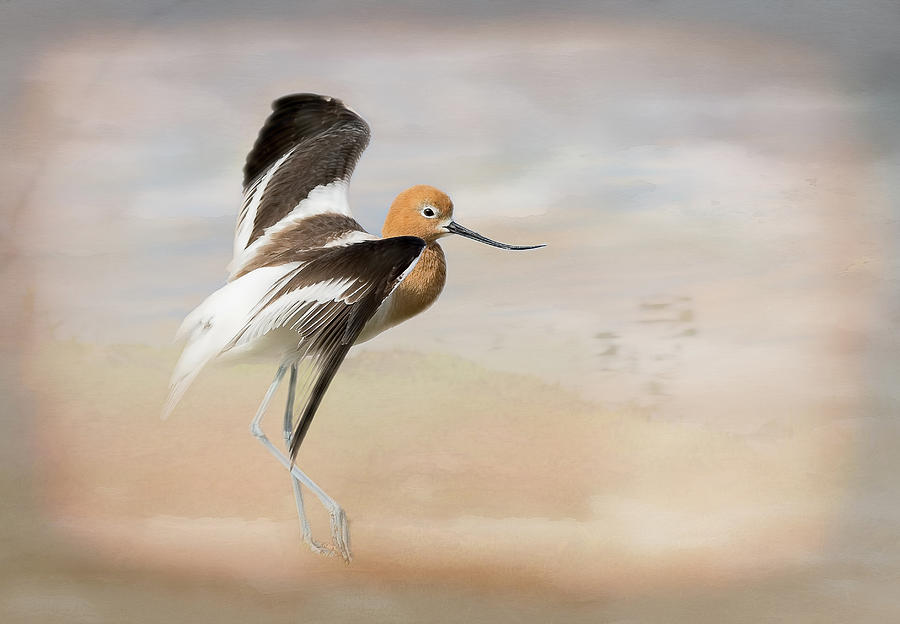 The Dancing Avocet Photograph by Vicki Stansbury
