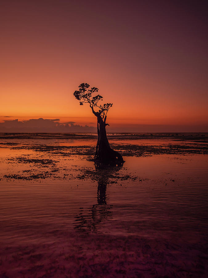 The Dancing tree Photograph by George Timothy - Fine Art America