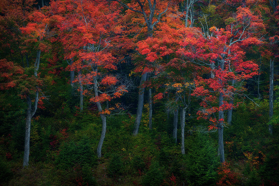 The Dancing Trees Photograph by Henry w Liu