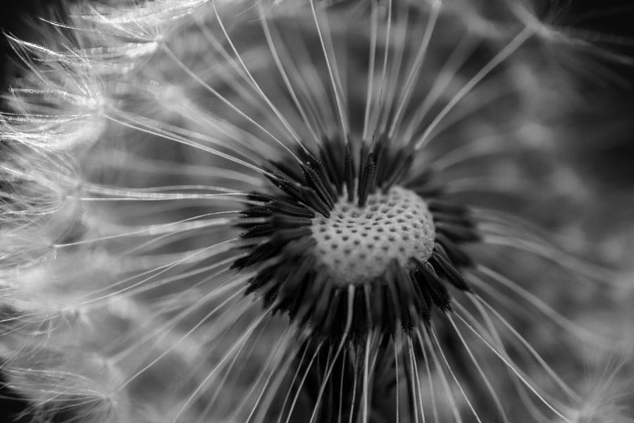 The dandelion  Photograph by Jamie Tyler