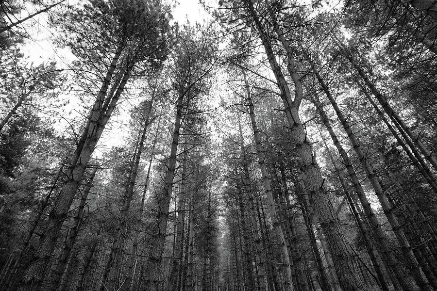 The Dark Dark Woods Photograph