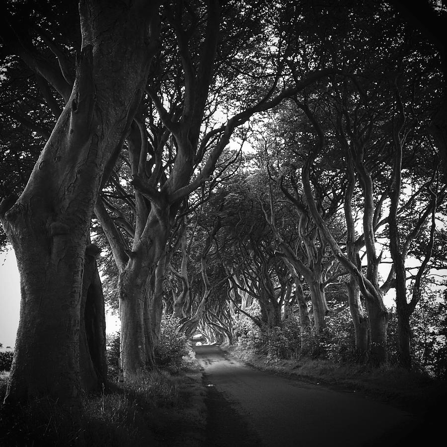 The dark hedges G.O.T #1 Photograph by Joelle Philibert