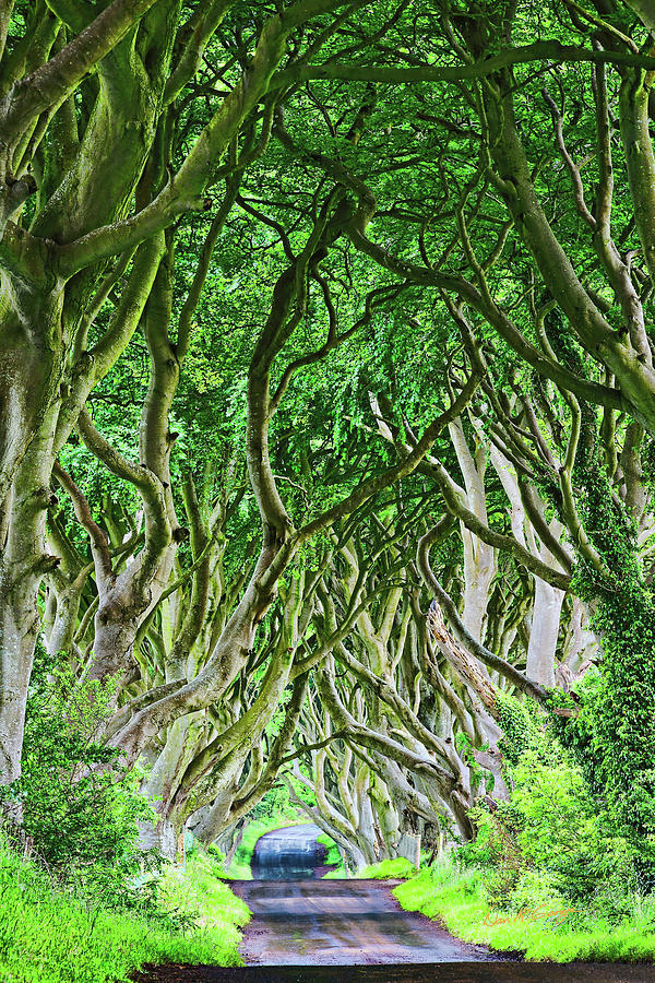 The Dark Hedges Photograph by Dan McGeorge
