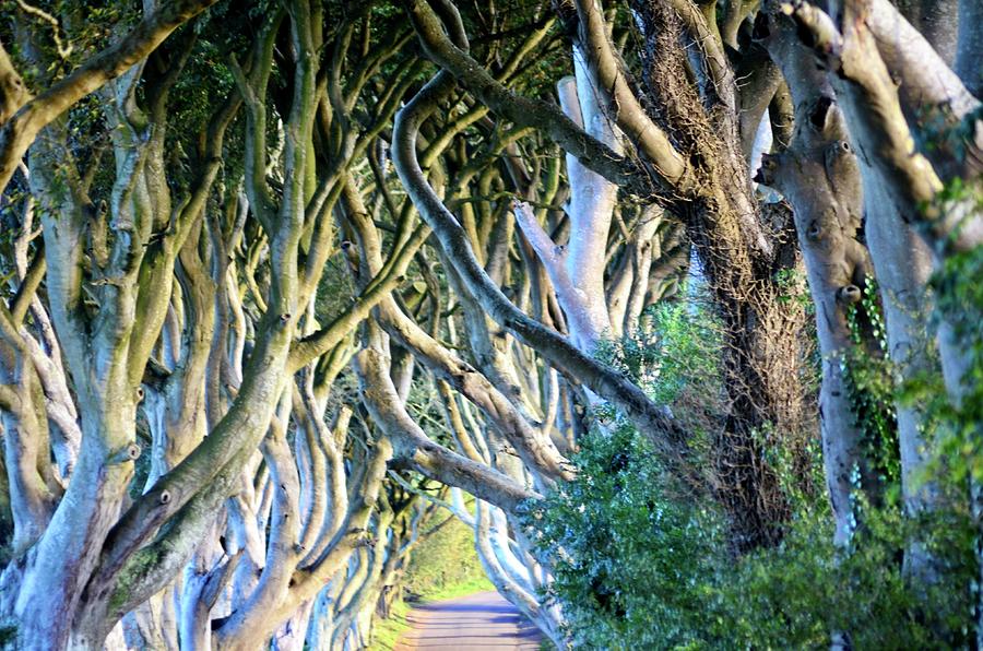 The Dark Hedges In Armoy Photograph