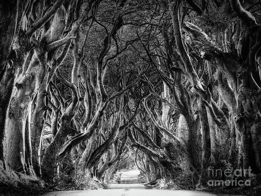 The Dark Hedges Photograph by Phil Perkins