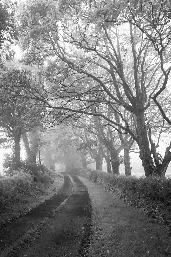 The Dark Misty Hedges Photograph by Mark Callanan