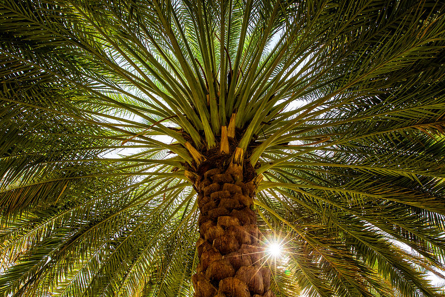 The date palm -  tree of life Photograph by Alex Stoen
