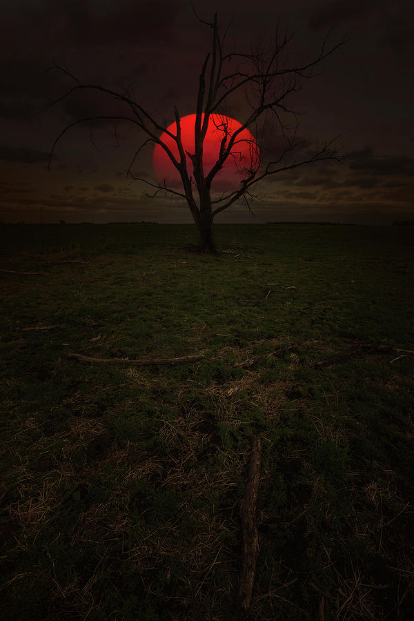 Dead Tree Photograph - The Day That Never Comes by Aaron J Groen