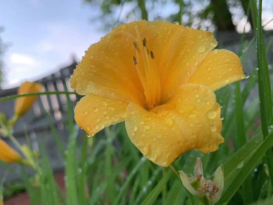 The Daylily Grows Photograph by Lee Darnell