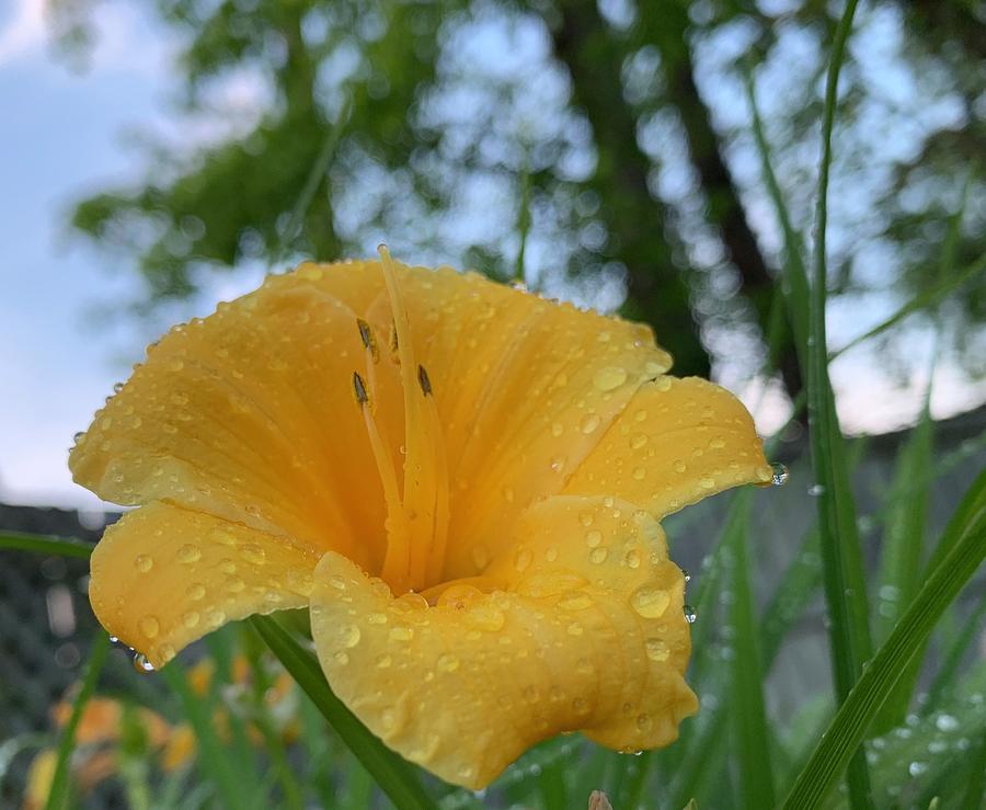 The Daylily Photograph by Lee Darnell