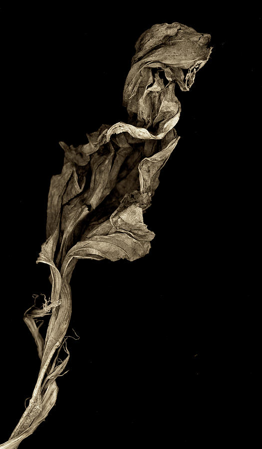 The Dead Leaf Photograph by Jeffrey PERKINS
