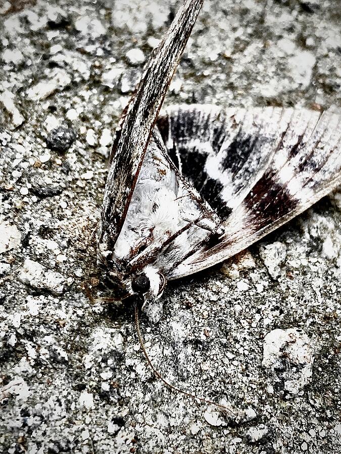 The Dead Moth Photograph by Brandon Strellis The Dead Moth Photograph by Brandon Strellis