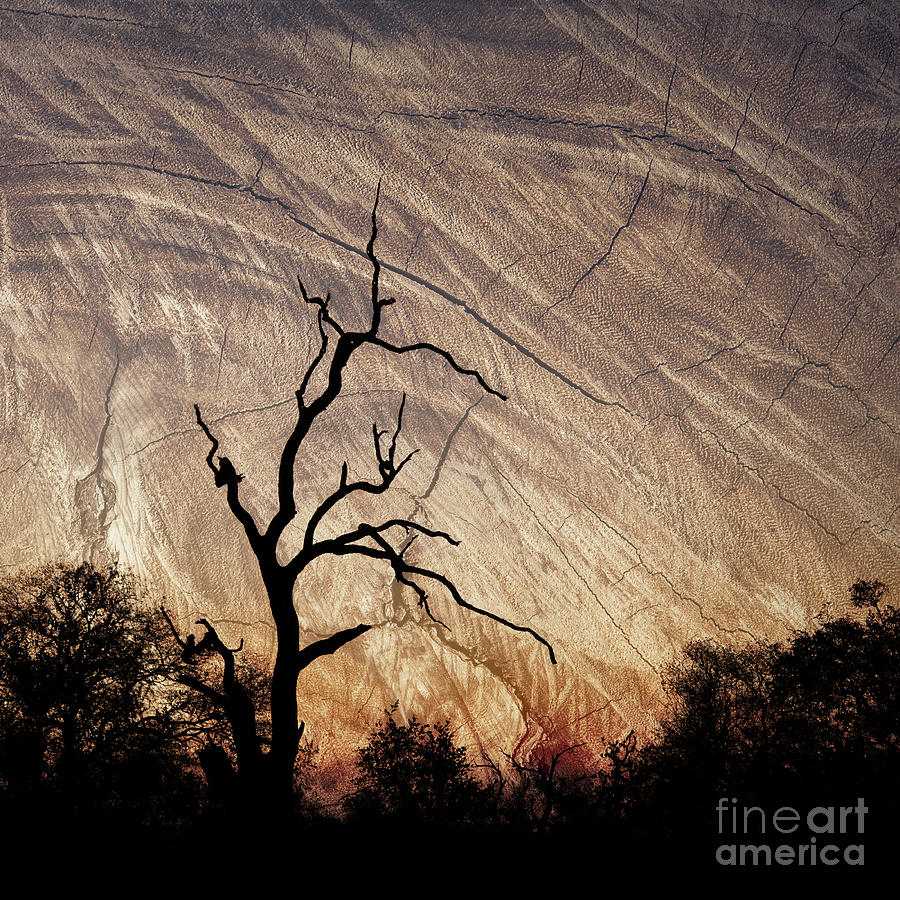The dead tree Photograph by Delphimages Photo Creations