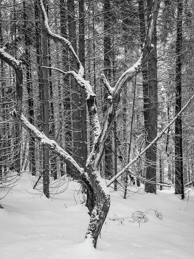The dead tree in black and white Photograph by Jivko Nakev