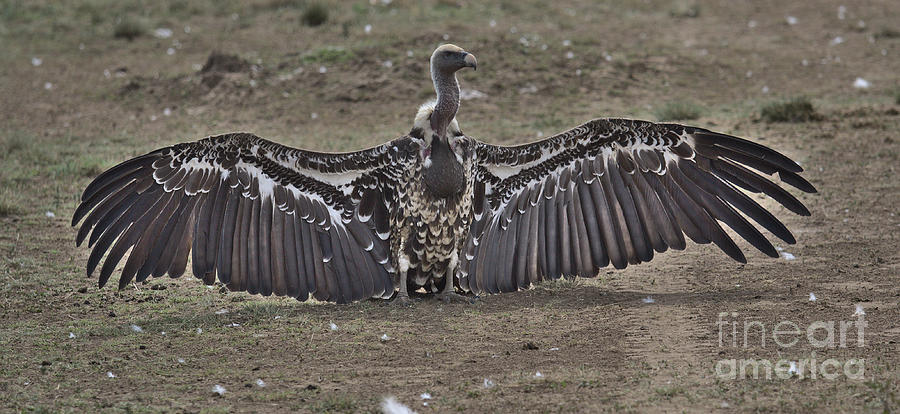 The deathly embrace of the Maras undertaker Photograph by Nirav Shah