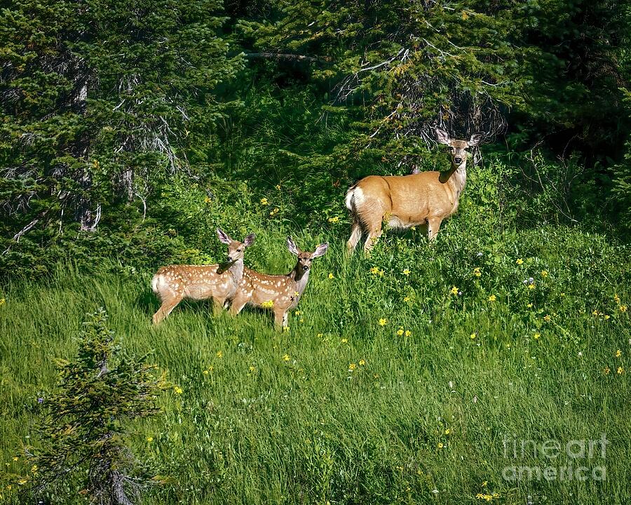 The Deer Family Photograph by Jon Burch Photography