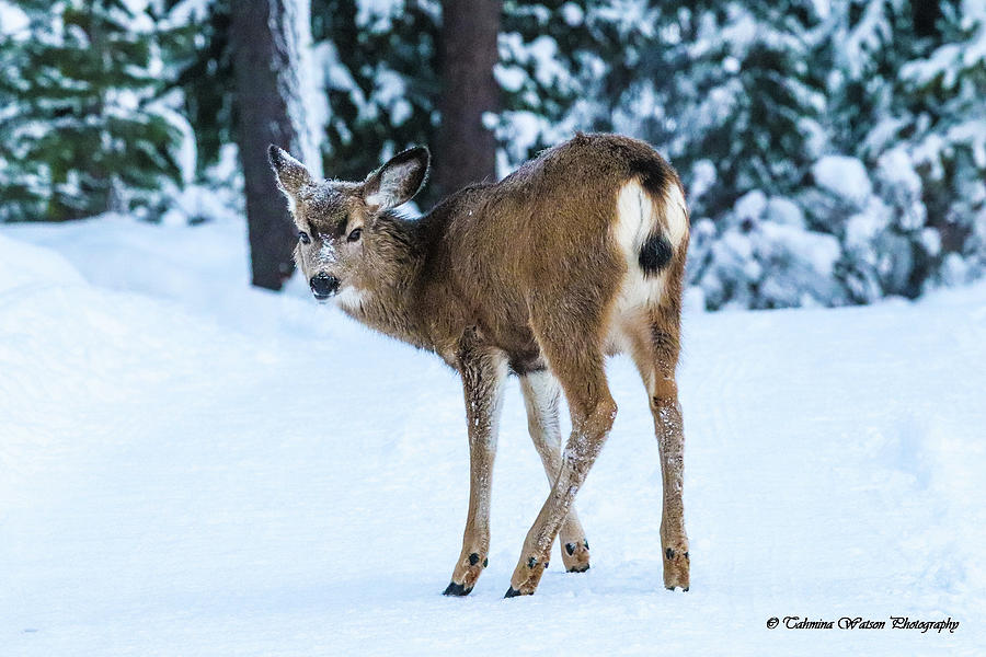 The Deer Stare Photograph by Tahmina Watson