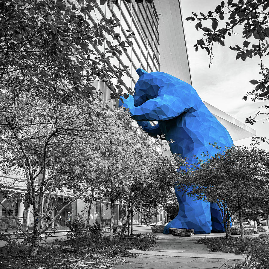 The Denver Big Blue Bear Color Splash 1x1 - Mile High City's Curious ...