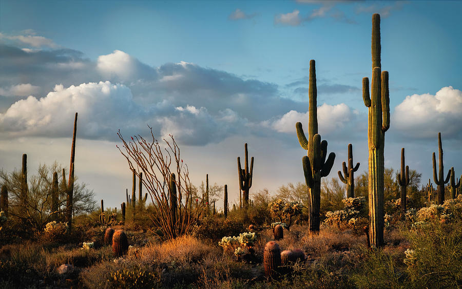 The Desert After The Rain Photograph by Saija Lehtonen - Fine Art America