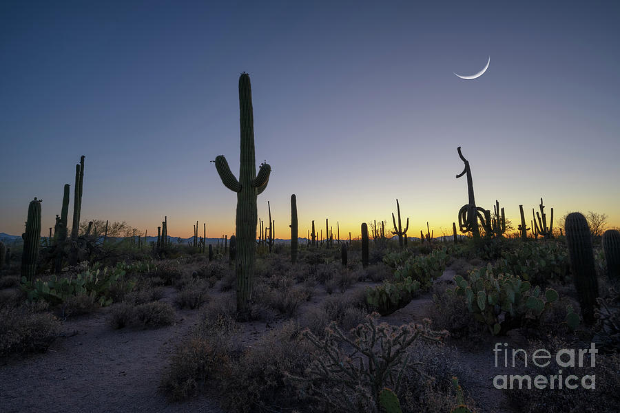 The Desert At Dusk Photograph by Michael Ver Sprill | Fine Art America